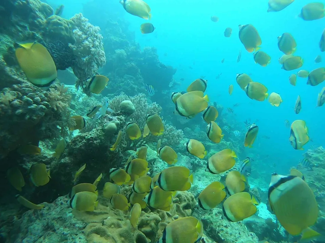 Diving on the reefs of Jambiani