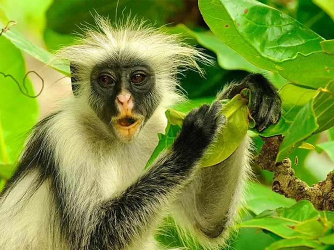 Jozani Forest and the rare red colobus monkeys